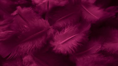 Kırmızı tüylü güvercin makro fotoğrafı. doku veya arkaplan