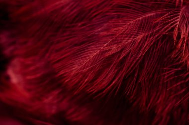 Kuş tüyü makro fotoğraf. doku veya arkaplan