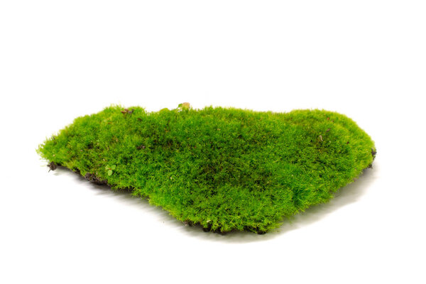 green tuft of moss isolated on white background