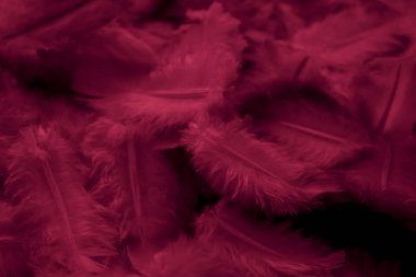 Kırmızı tüylü güvercin makro fotoğrafı. doku veya arkaplan