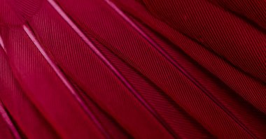 Kuş tüyü makro fotoğraf. doku veya arkaplan