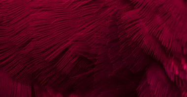 Mavi tüylü güvercin makro fotoğrafı. doku veya arkaplan