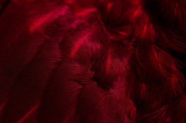 Kuş tüyü makro fotoğraf. doku veya arkaplan