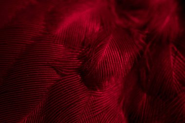 Kuş tüyü makro fotoğraf. doku veya arkaplan