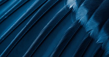 Mavi tüylü güvercin makro fotoğrafı. doku veya arkaplan