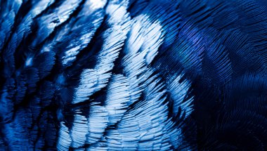 Kırmızı tüylü güvercin makro fotoğrafı. doku veya arkaplan