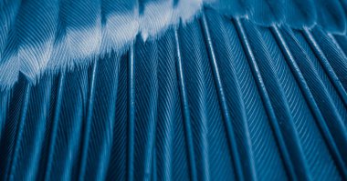 Mavi tüylü güvercin makro fotoğrafı. doku veya arkaplan