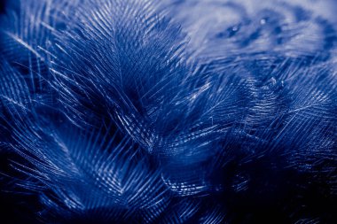 Kuş tüyü makro fotoğraf. doku veya arkaplan
