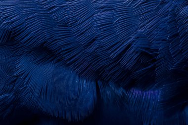 Mavi tüylü güvercin makro fotoğrafı. doku veya arkaplan