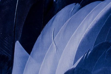 Mavi tüylü güvercin makro fotoğrafı. doku veya arkaplan