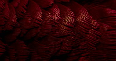 Mavi tüylü güvercin makro fotoğrafı. doku veya arkaplan