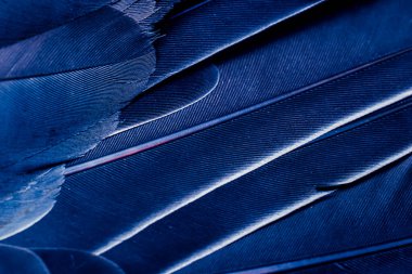 Mavi tüylü güvercin makro fotoğrafı. doku veya arkaplan