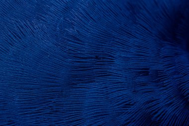 Mavi tüylü güvercin makro fotoğrafı. doku veya arkaplan