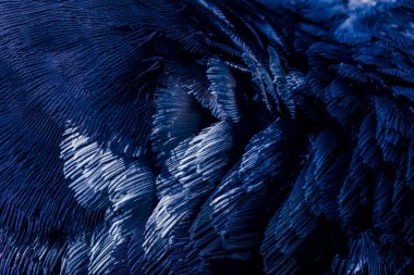 Mavi tüylü güvercin makro fotoğrafı. doku veya arkaplan