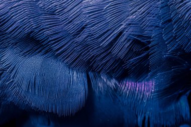 Mavi tüylü güvercin makro fotoğrafı. doku veya arkaplan