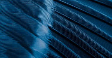 Mavi tüylü güvercin makro fotoğrafı. doku veya arkaplan