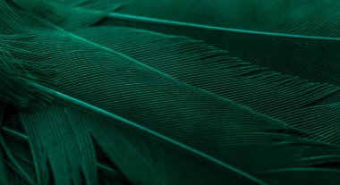 Kuş tüyü makro fotoğraf. doku veya arkaplan