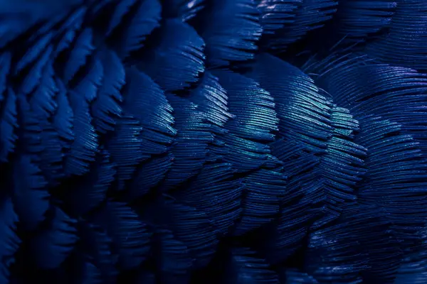 Mavi tüylü güvercin makro fotoğrafı. doku veya arkaplan