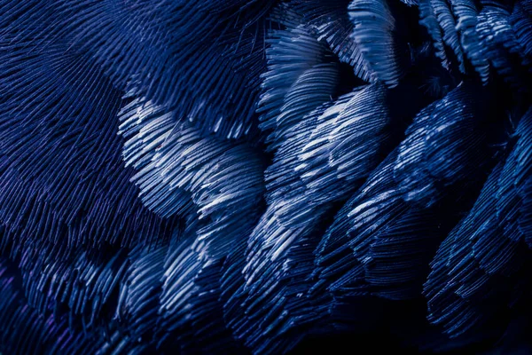 Mavi tüylü güvercin makro fotoğrafı. doku veya arkaplan