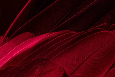 Mavi tüylü güvercin makro fotoğrafı. doku veya arkaplan