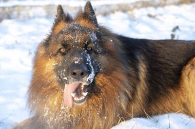 Karda Alman çoban köpeği