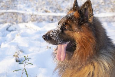 Karda Alman çoban köpeği