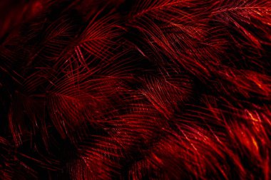 Kuş tüyü makro fotoğraf. doku veya arkaplan