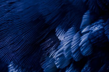 Mavi tüylü güvercin makro fotoğrafı. doku veya arkaplan