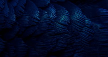 Mavi tüylü güvercin makro fotoğrafı. doku veya arkaplan