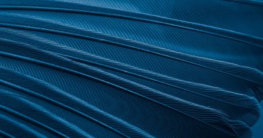 Mavi tüylü güvercin makro fotoğrafı. doku veya arkaplan