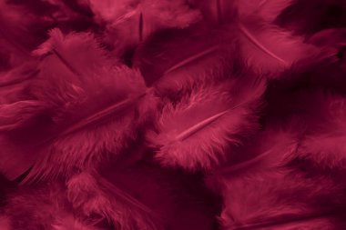 Kırmızı tüylü güvercin makro fotoğrafı. doku veya arkaplan