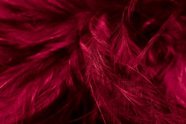 kırmızı küçük tüy makro foto