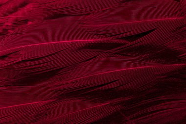 kırmızı sülün tüyü, arka plan veya doku