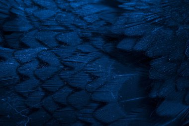 mavi sülün tüyü, arka plan veya doku