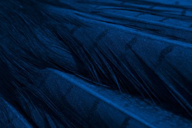 mavi sülün tüyü, arka plan veya doku