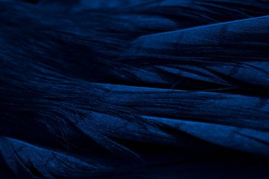 mavi sülün tüyü, arka plan veya doku