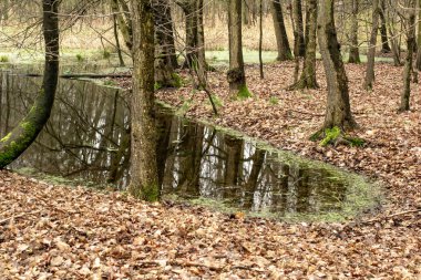Orman bataklıkları, eski bir ormanın dibinde duran su.