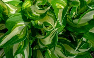 Arkaplan veya doku için yapraklı mozaik