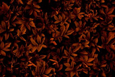 Yapraklı arkaplan, duvar kağıdı veya doku