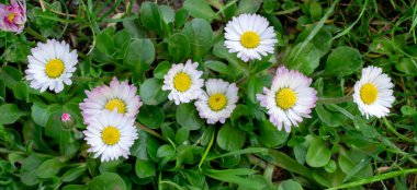 bahar çayırı, çiçek açan papatya tarlası