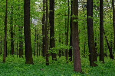 Baharda yaprak döken bir ormanın içinde