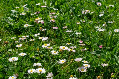 bahar çayırı, çiçek açan papatya tarlası