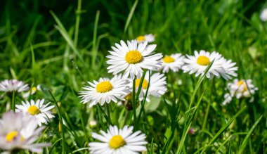 bahar çayırı, çiçek açan papatya tarlası