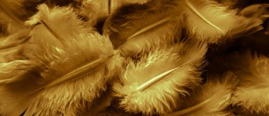 Yeşil tüylü güvercin makro fotoğrafı. doku veya arkaplan