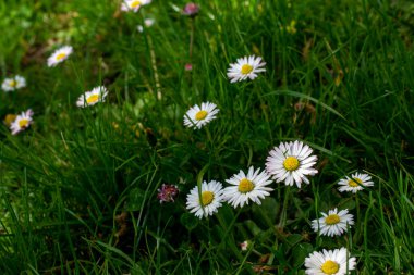 bahar çayırı, çiçek açan papatya tarlası