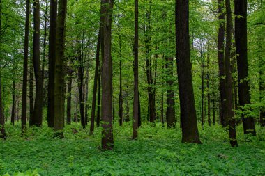 Baharda yaprak döken bir ormanın içinde
