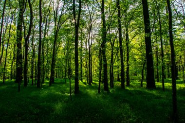 Baharda yaprak döken bir ormanın içinde