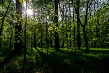 Baharda yaprak döken bir ormanın içinde