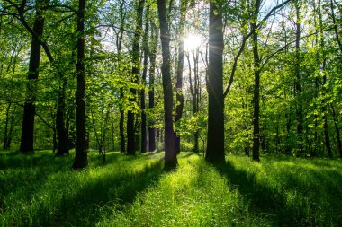 Baharda yaprak döken bir ormanın içinde