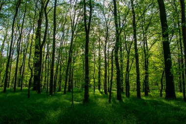 Baharda yaprak döken bir ormanın içinde